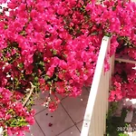 公寓 Fiorentina 巴尔巴蒂